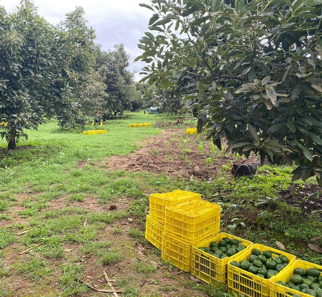 Mexican agricultural landscape